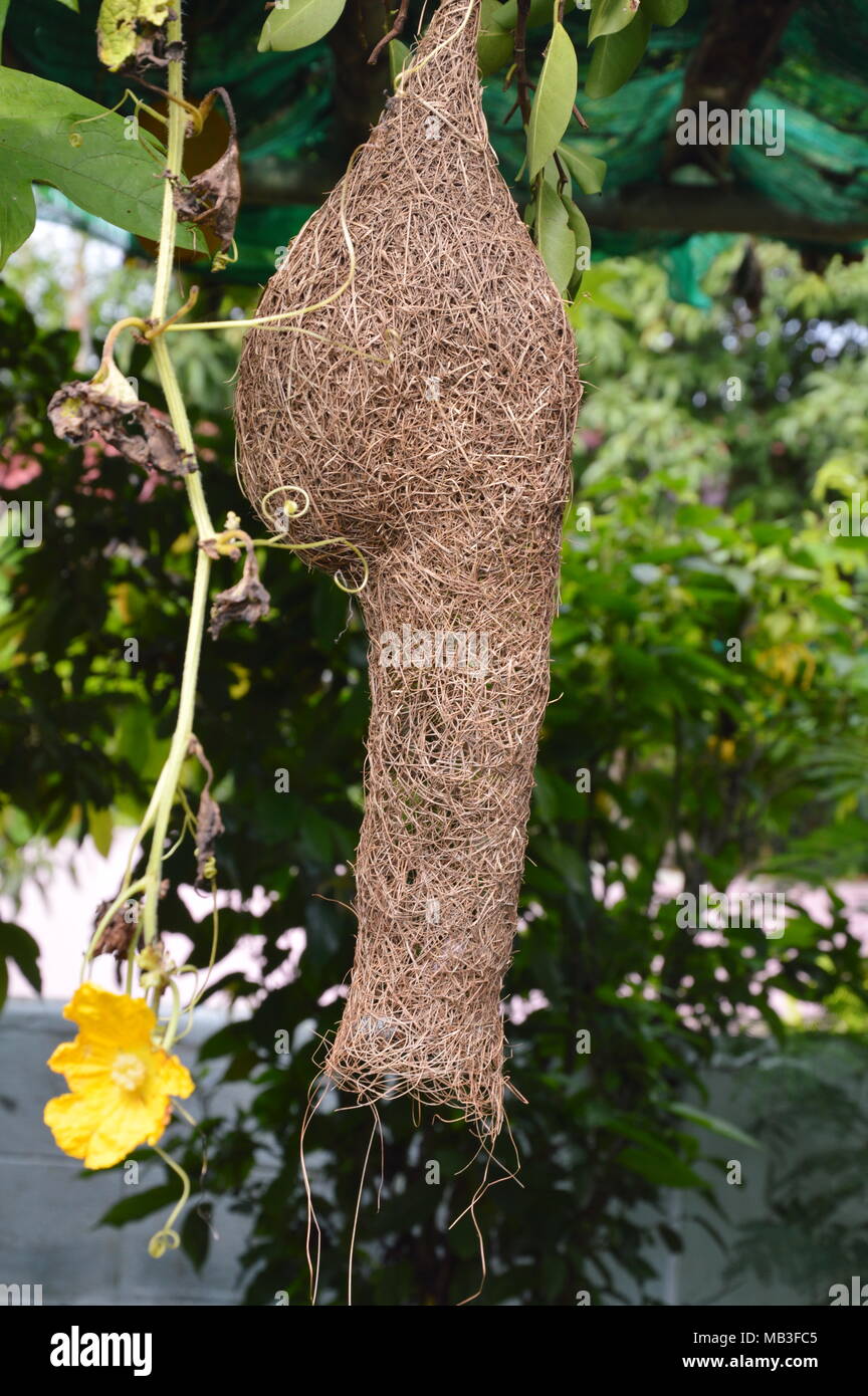 dried bird nest hanging from branch in garden Stock Photo Alamy