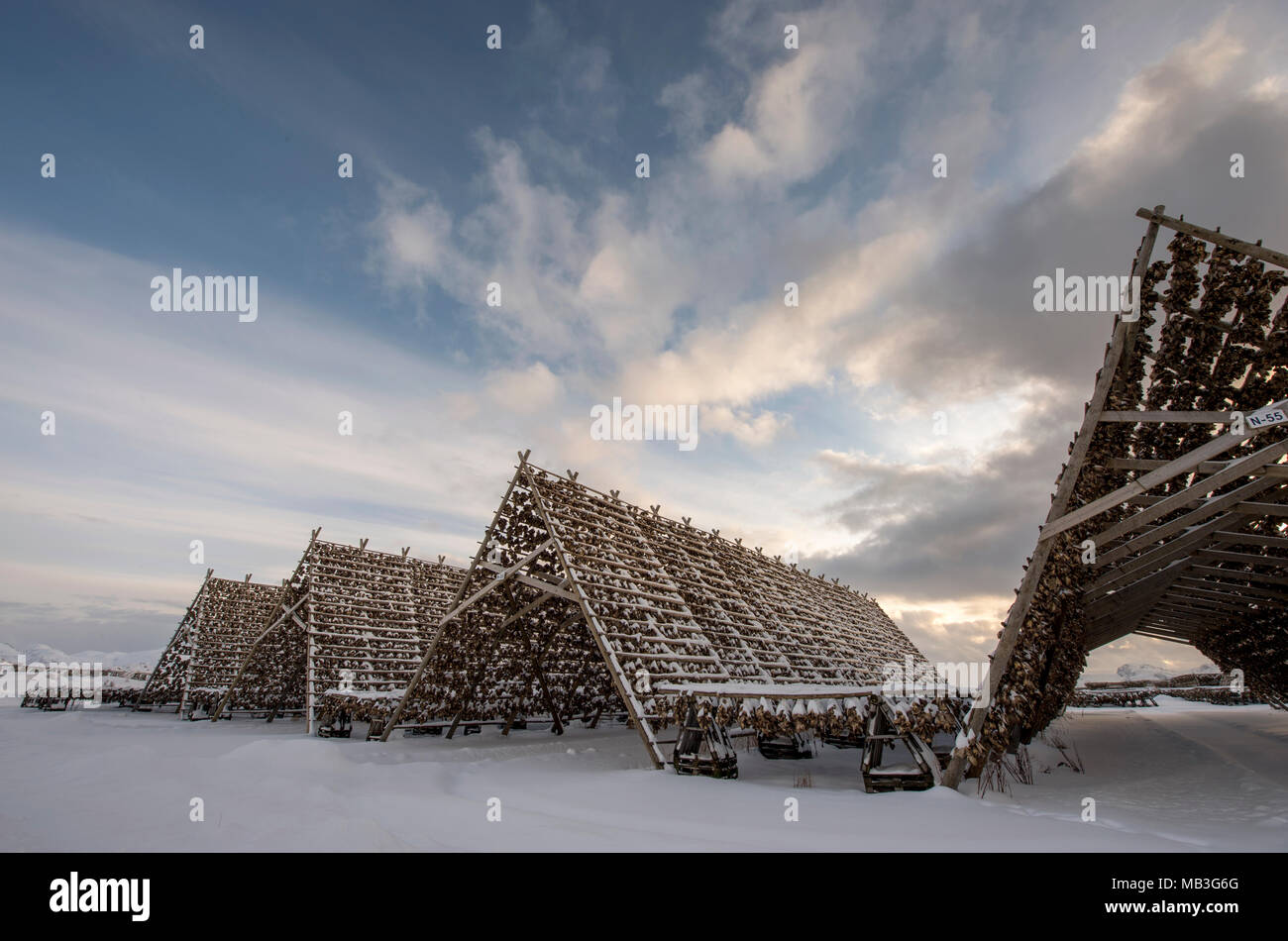 Fish drying racks in Laukvik, Lofoten, Norway Stock Photo Alamy