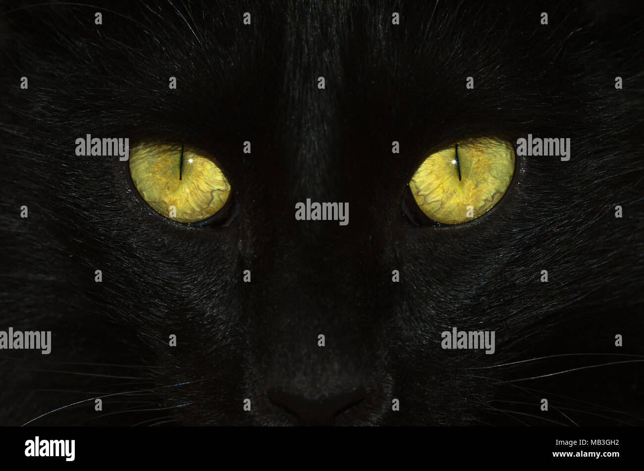 Head close up of a black cat detailing yellow and green eyes with a slit form pupil and visible venation. Tip of nose and whisks compose the frame. Stock Photo