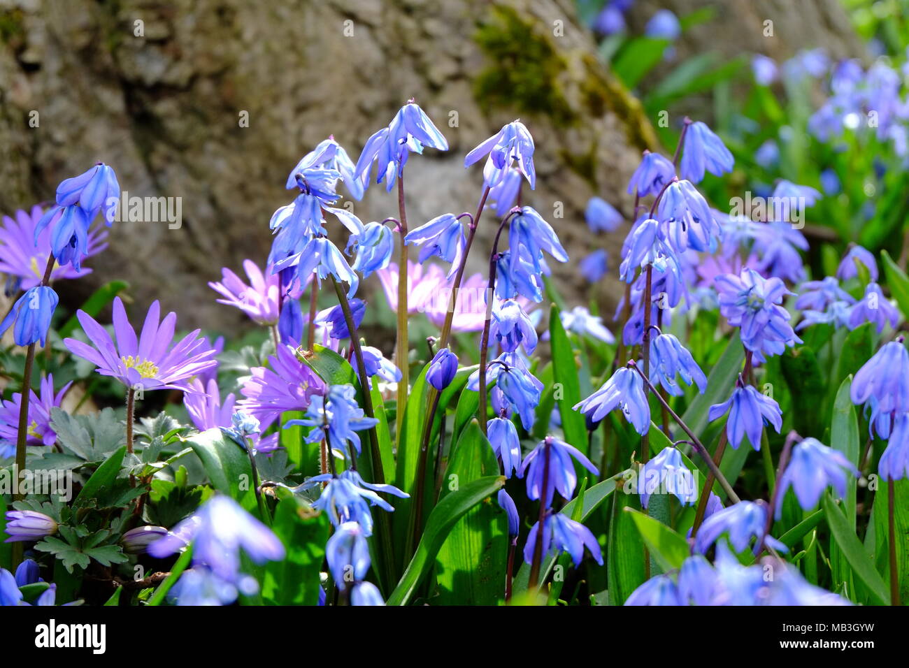 Early spring bluebells at Waddeson Manor, Buckinghamshire, England Stock Photo
