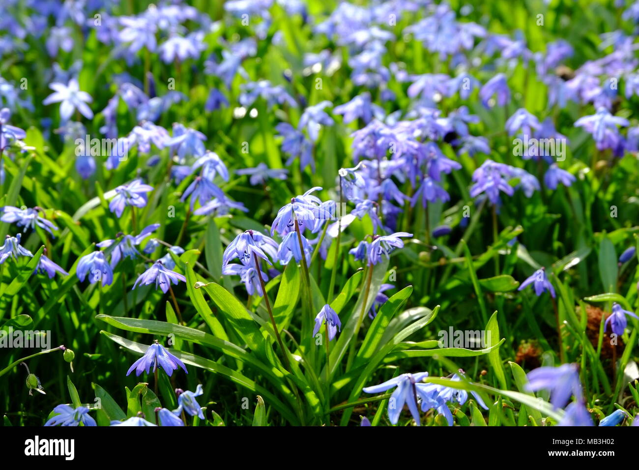 Early spring bluebells at Waddeson Manor, Buckinghamshire, England Stock Photo