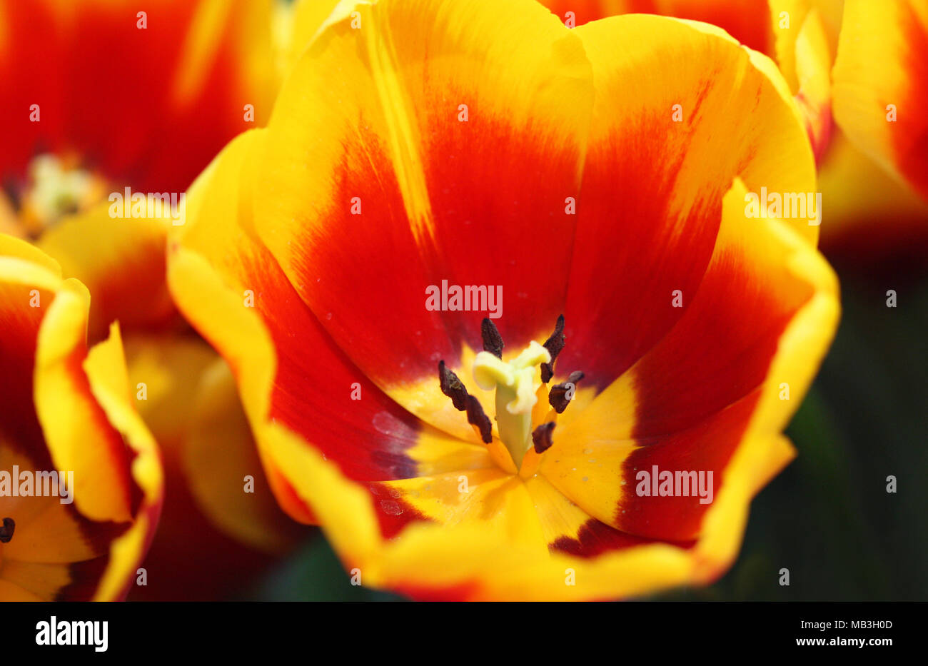 Tulips top view . A spring blurring background with bright tulips