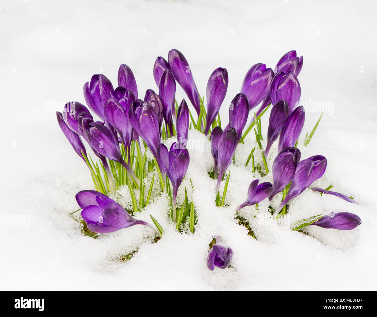 Crocus snow hi-res stock photography and images - Alamy