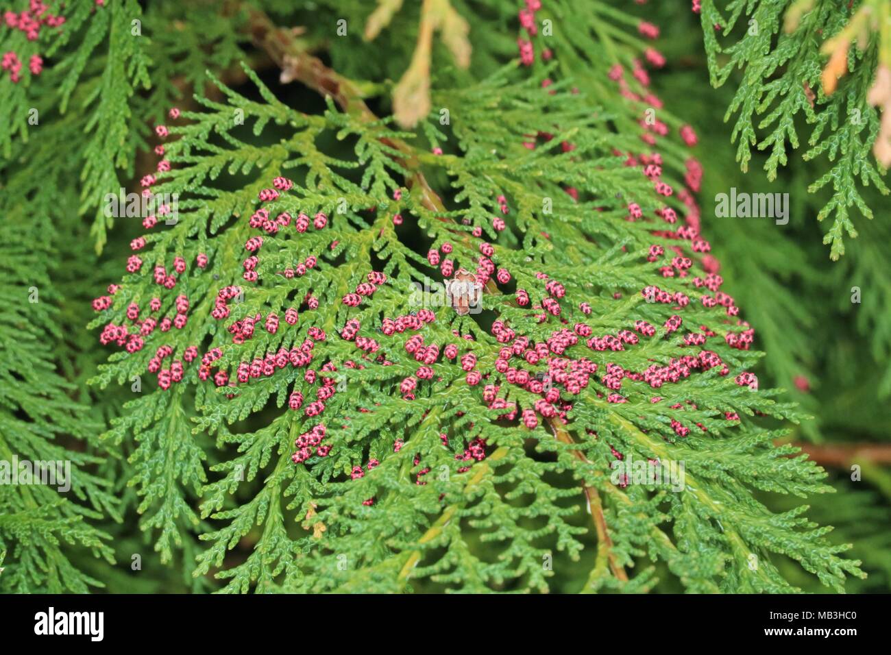Chamaecyparis Lawsoniana - Pink tipped conifer Stock Photo