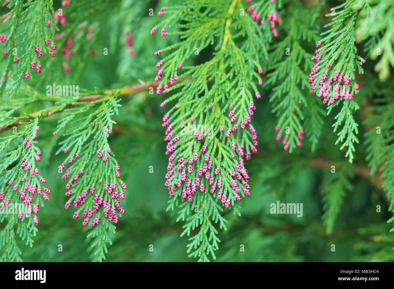 Chamaecyparis Lawsoniana - Pink tipped conifer Stock Photo