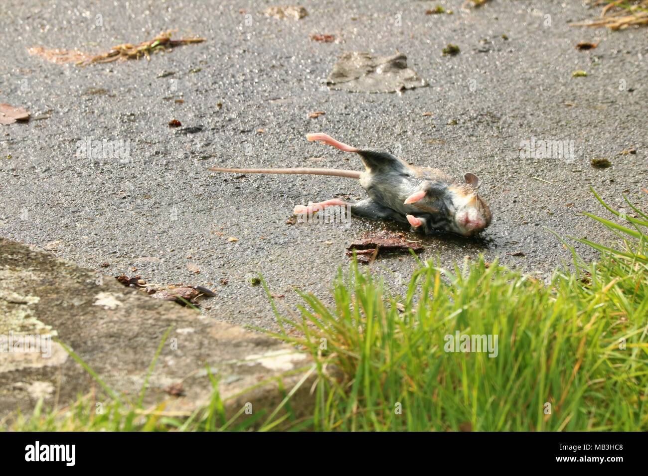 Dead stiff mouse on concrete floor outside Stock Photo