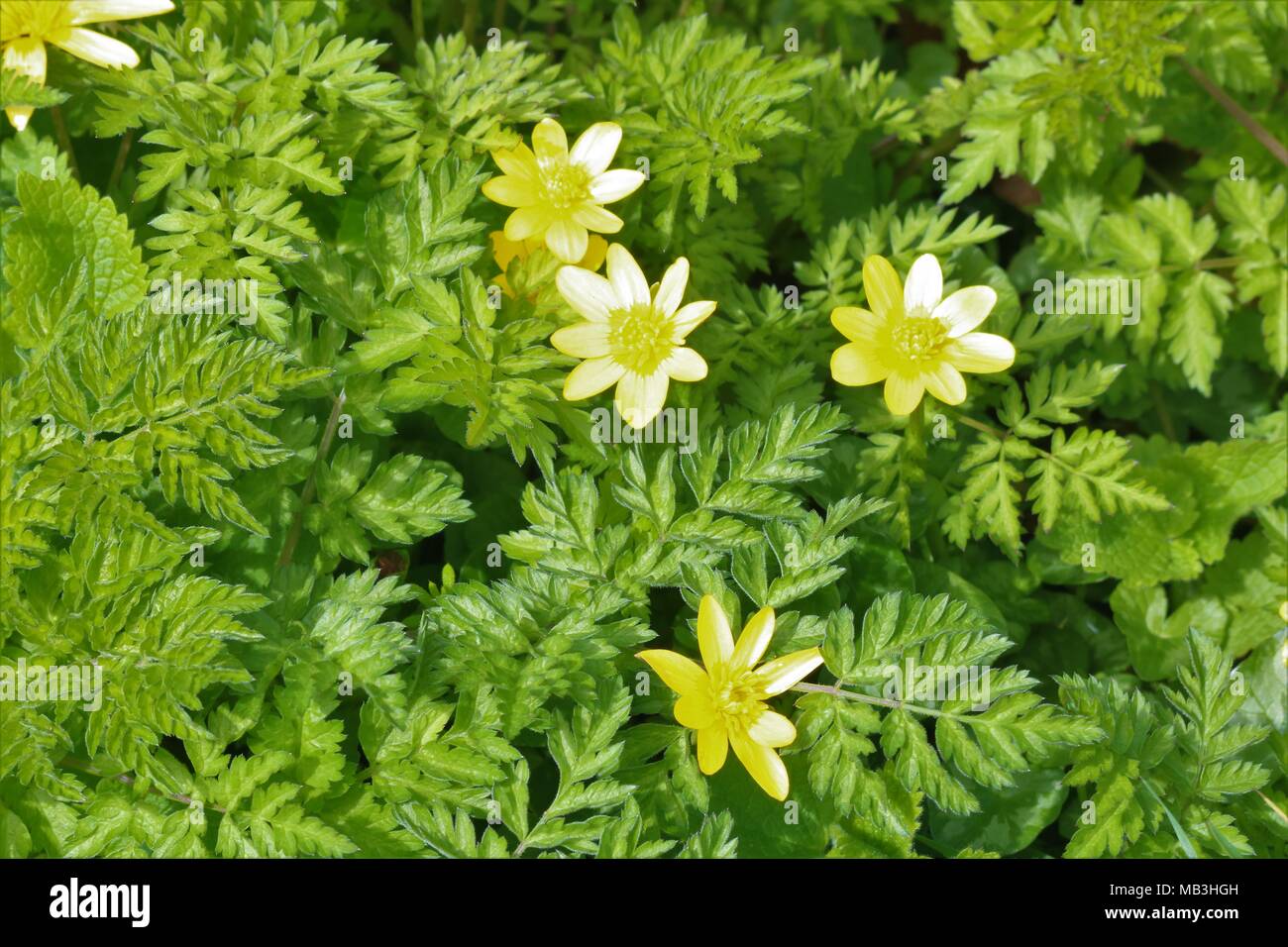 Ranunculus - Yellow Buttercups against green background in Spring Stock Photo