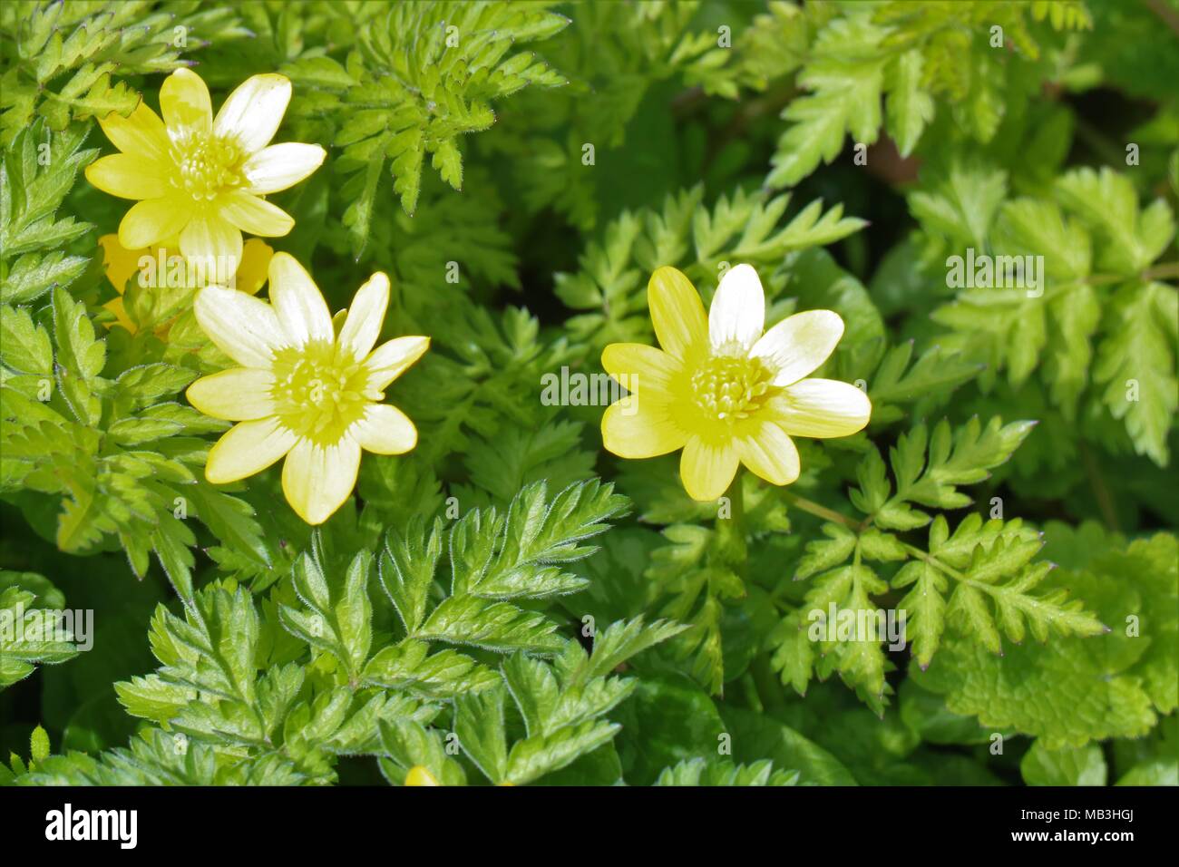 Ranunculus - Yellow Buttercups against green background in Spring Stock Photo