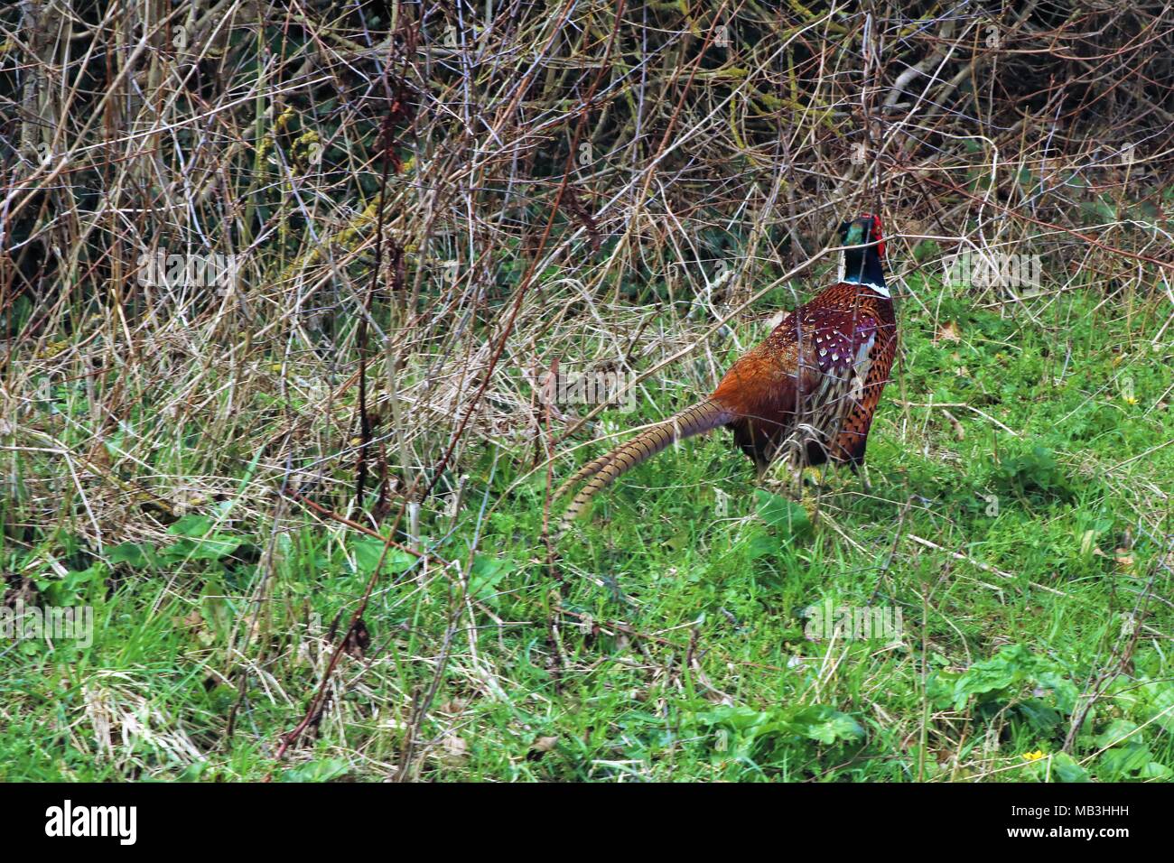 Pheasant moving about in brambles at the road side Stock Photo