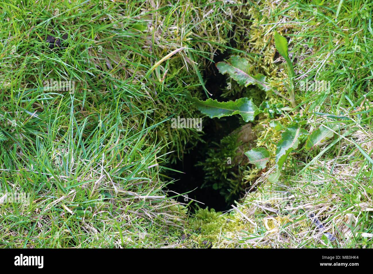 Rabbit hole in green grass Stock Photo