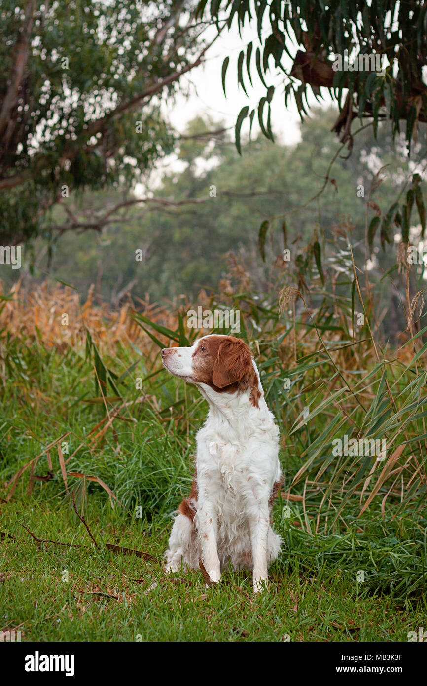 Brittany dog breed at the river Stock Photo
