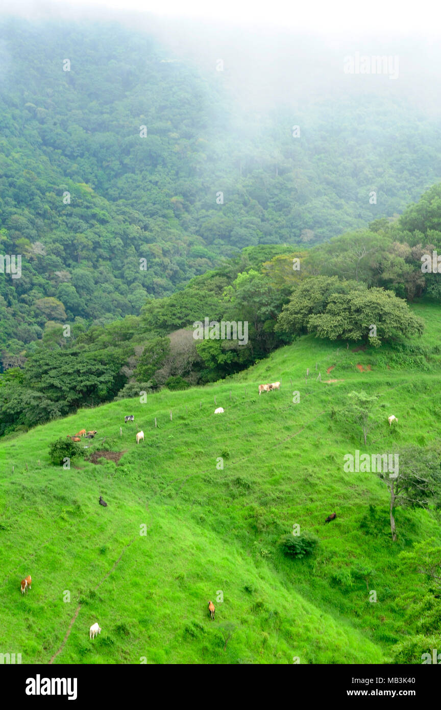 Grazing cows dot the bucolic countryside in Costa Rica. Stock Photo