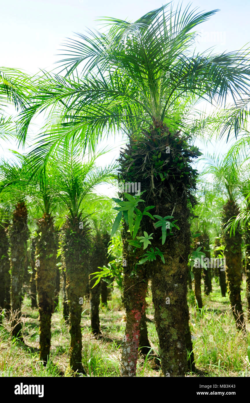 A palm tree crop grows in Costa Rica Stock Photo