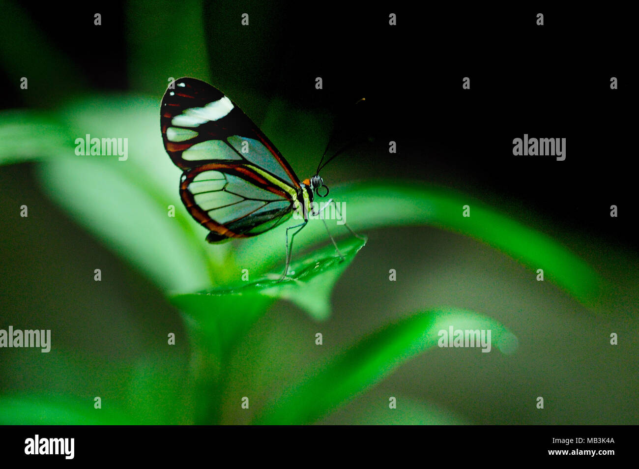 The Glasswinged butterfly (Greta oto) is a beautiful brush-footed butterfly that exhibits a number of interesting behaviours, such as long migrations Stock Photo