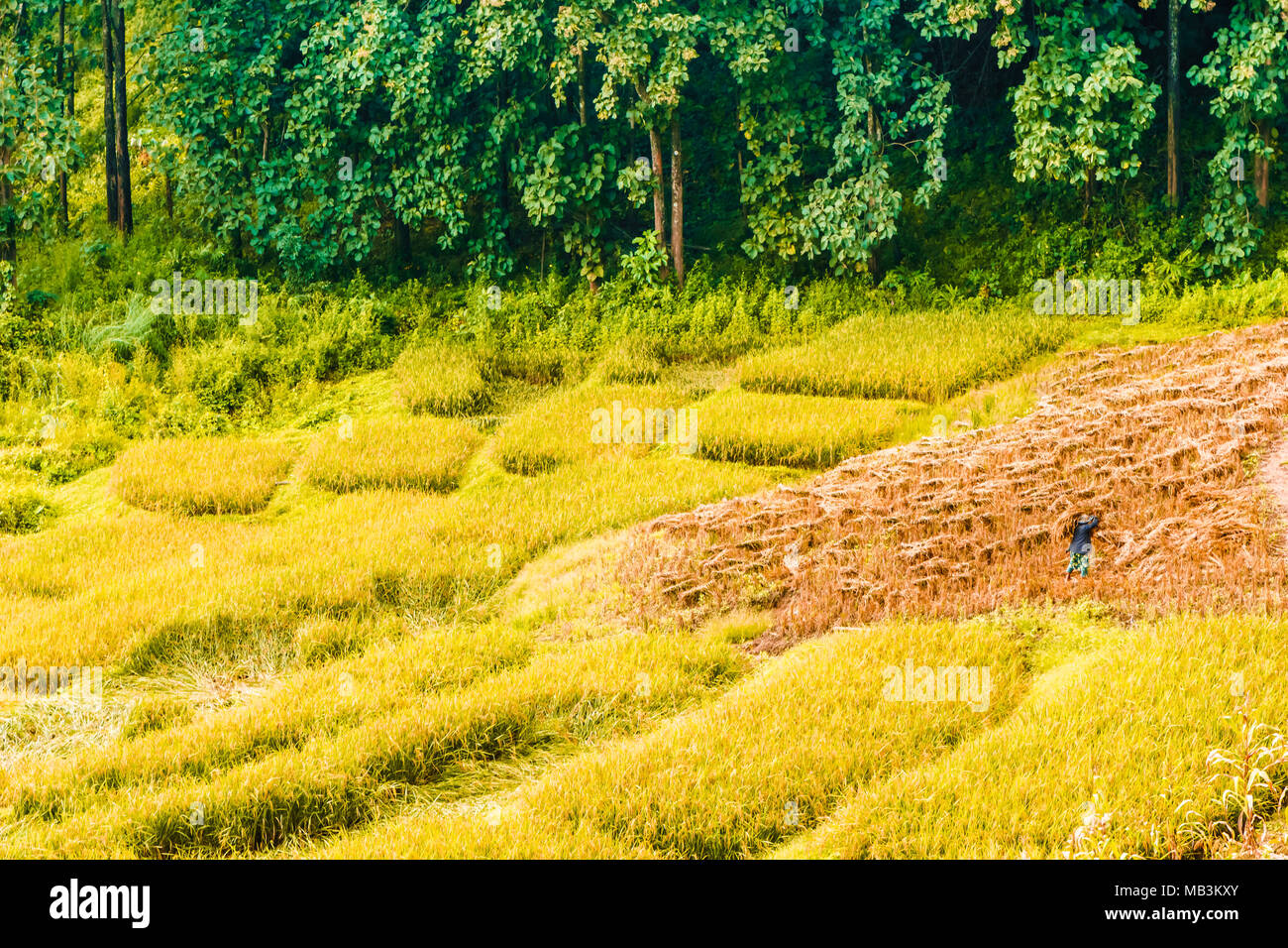 Farmer harvesting rice hi-res stock photography and images - Alamy