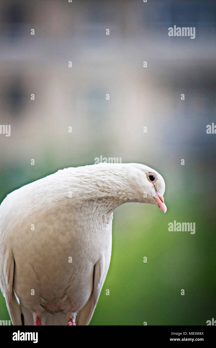 White-feathered pigeon bending head and sitting on blurred background in Moscow, Russia. Stock Photo