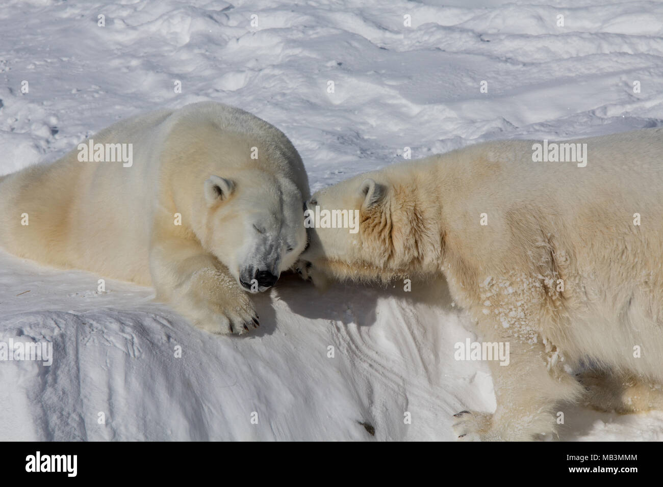 Polar bear Stock Photo