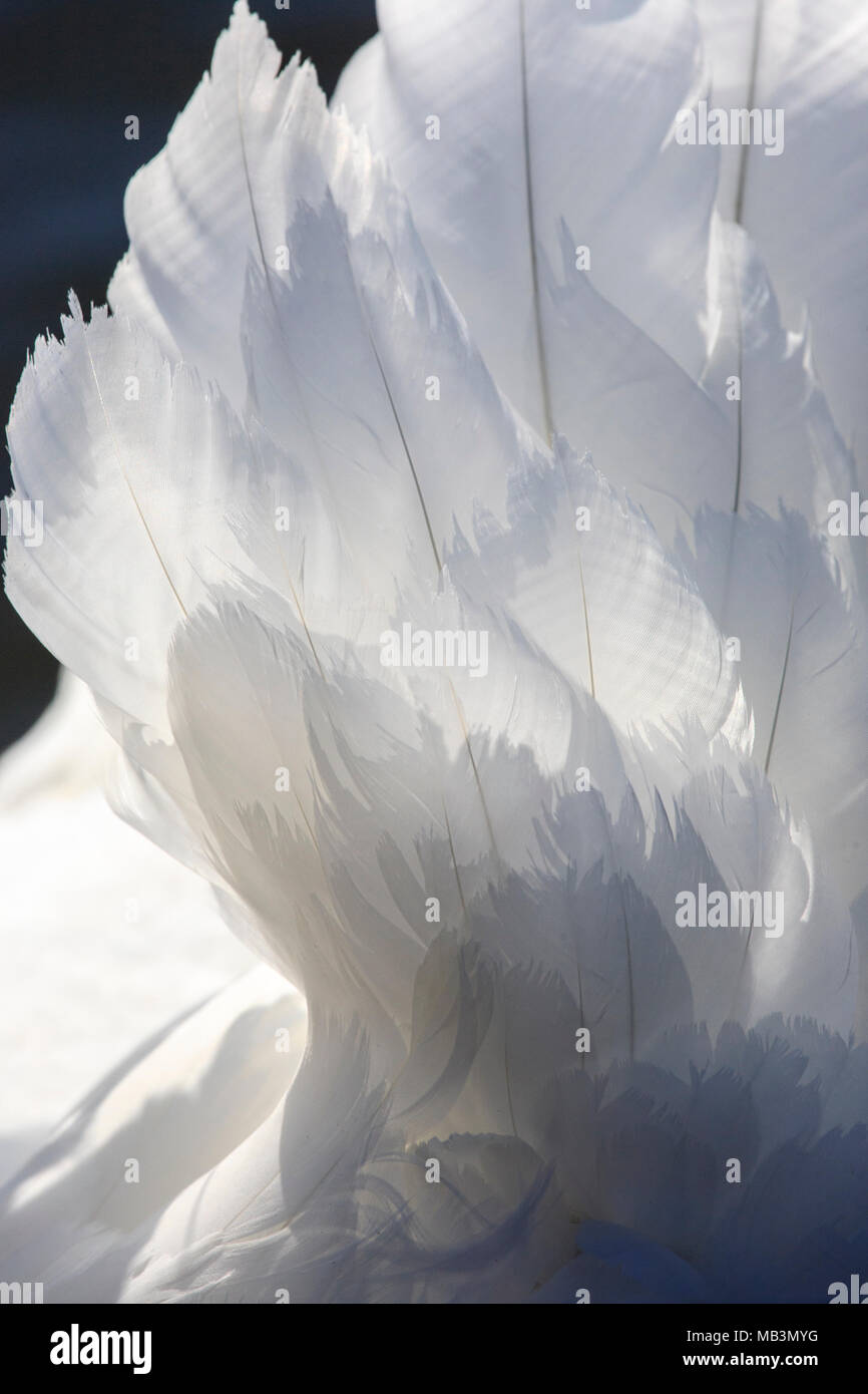 Detail of white Swan feathers Stock Photo Alamy