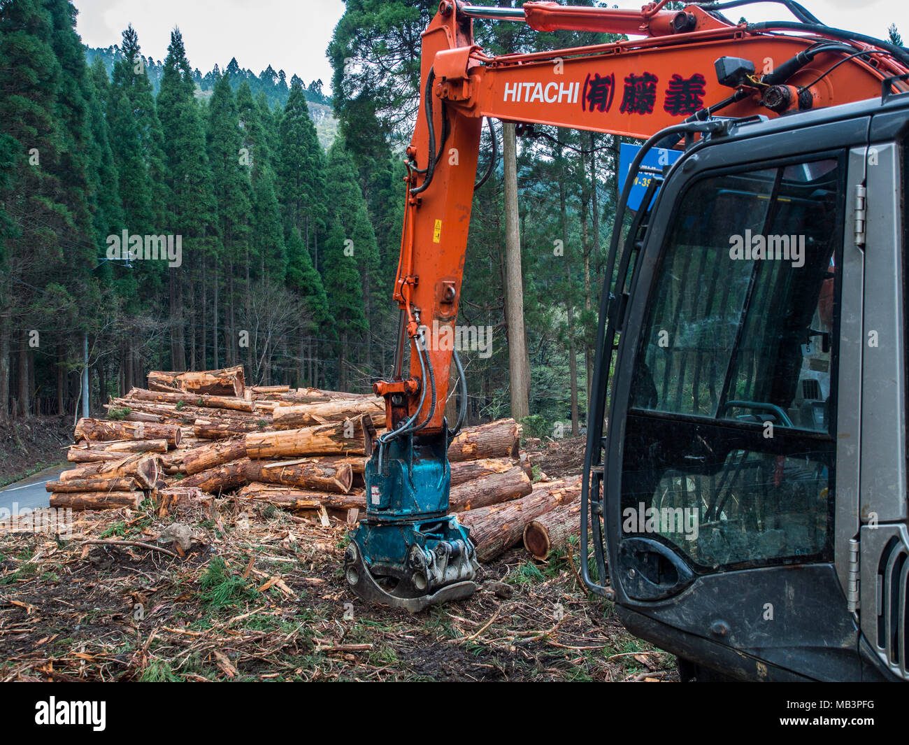Hitachi digger stacking Cryptomeria japonica, Japanese cedar, sugi logs by roadside, Kobaru, Oita, Kyushu, Japan. Forestry timber production. Stock Photo