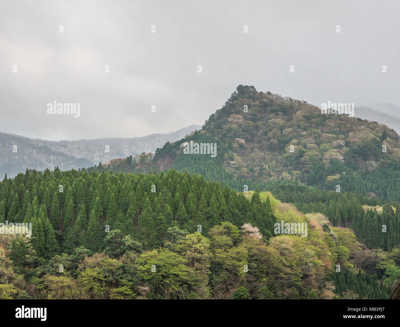 Kobaru, Oita, Kyushu, Japan. Forest Landscape.  Cryptomeria japonica,  planted for timber production and natural hardwood broadleaf forest. Stock Photo
