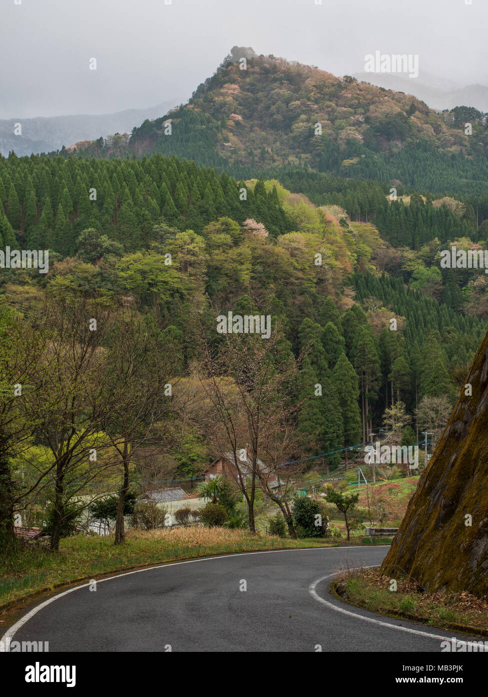 Road to Kobaru, Oita, Kyushu, Japan. Forest landscape.  Mixed forest. Plantation  Cryptomeria japonica  and natural hardwood forest. Stock Photo