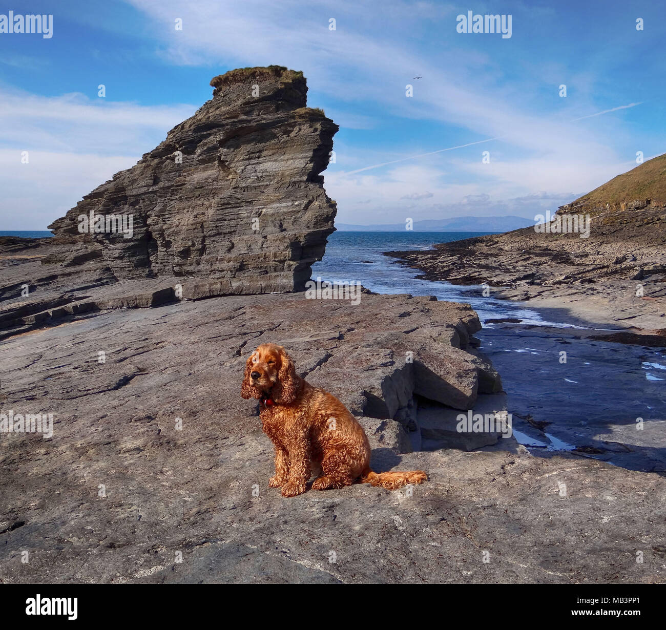 Rougey Rocks, Bundoran Main Beach, Donegal, Ireland and a red spaniel Stock Photo