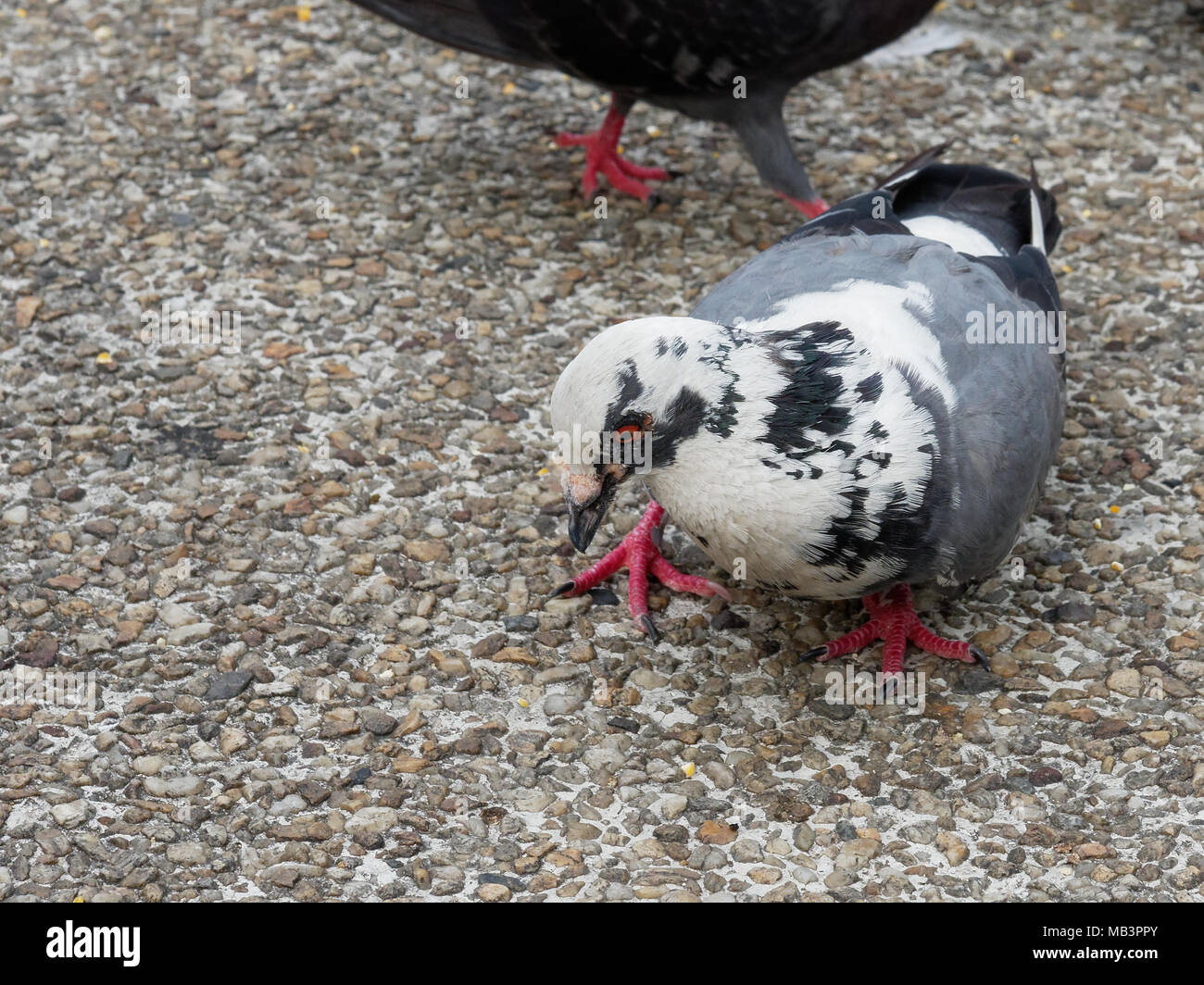 Gray and white pigeon with black spot pecking for grain on the floor at Tha Phae Gate, Chiang