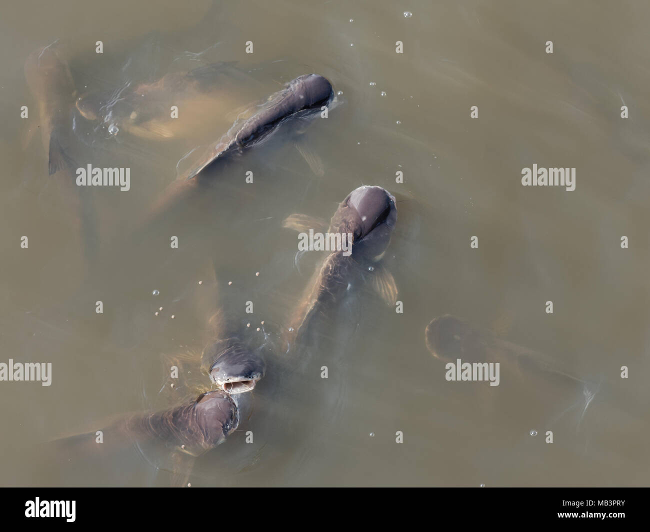 Group of brown striped catfish in canal next to temple waiting for tourist to feed fish food pellets, which is activity for buddhist Stock Photo