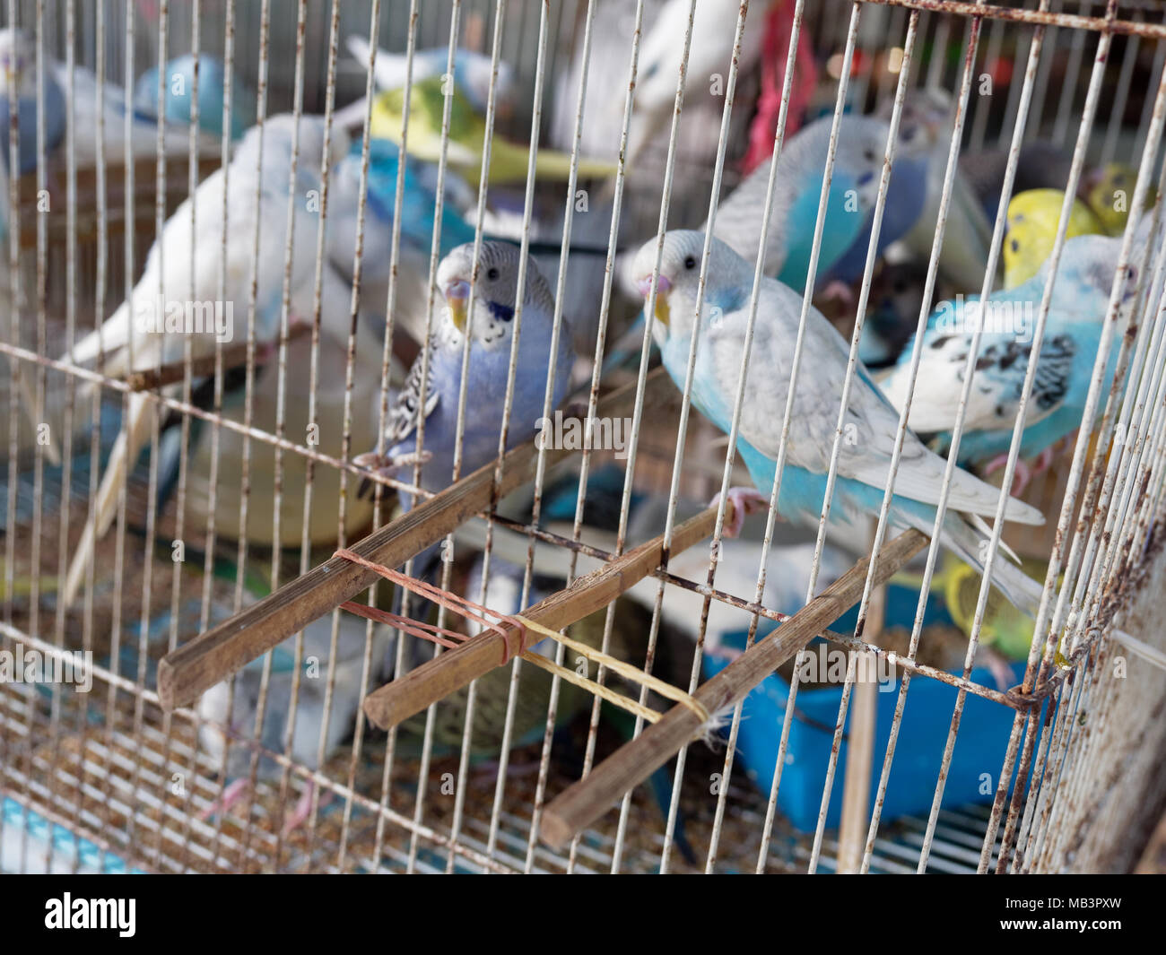 White parakeet for sale 2025