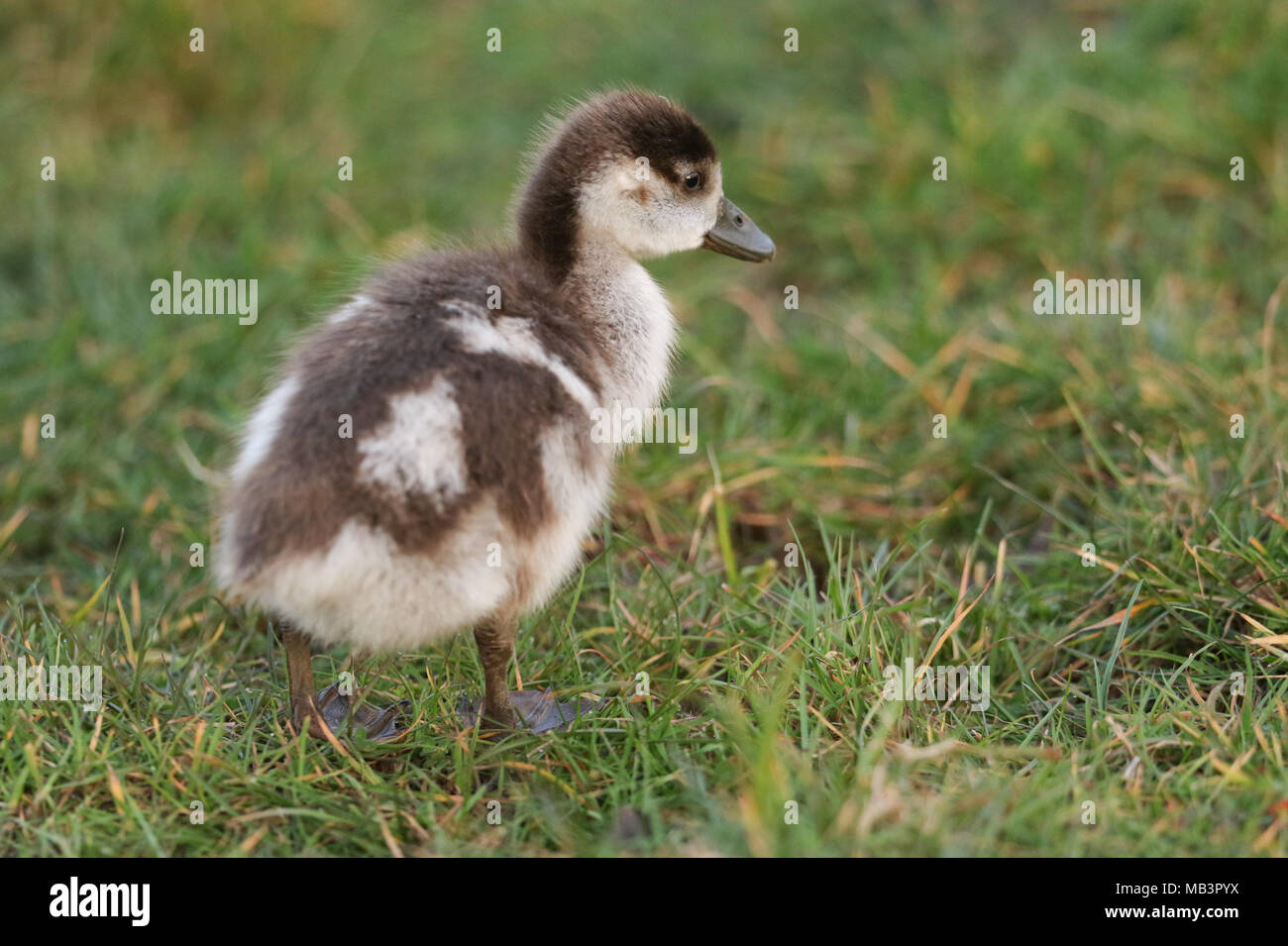 A cute baby Egyptian Goose (Alopochen aegyptiaca) searching for food in a grassy field. Stock Photo