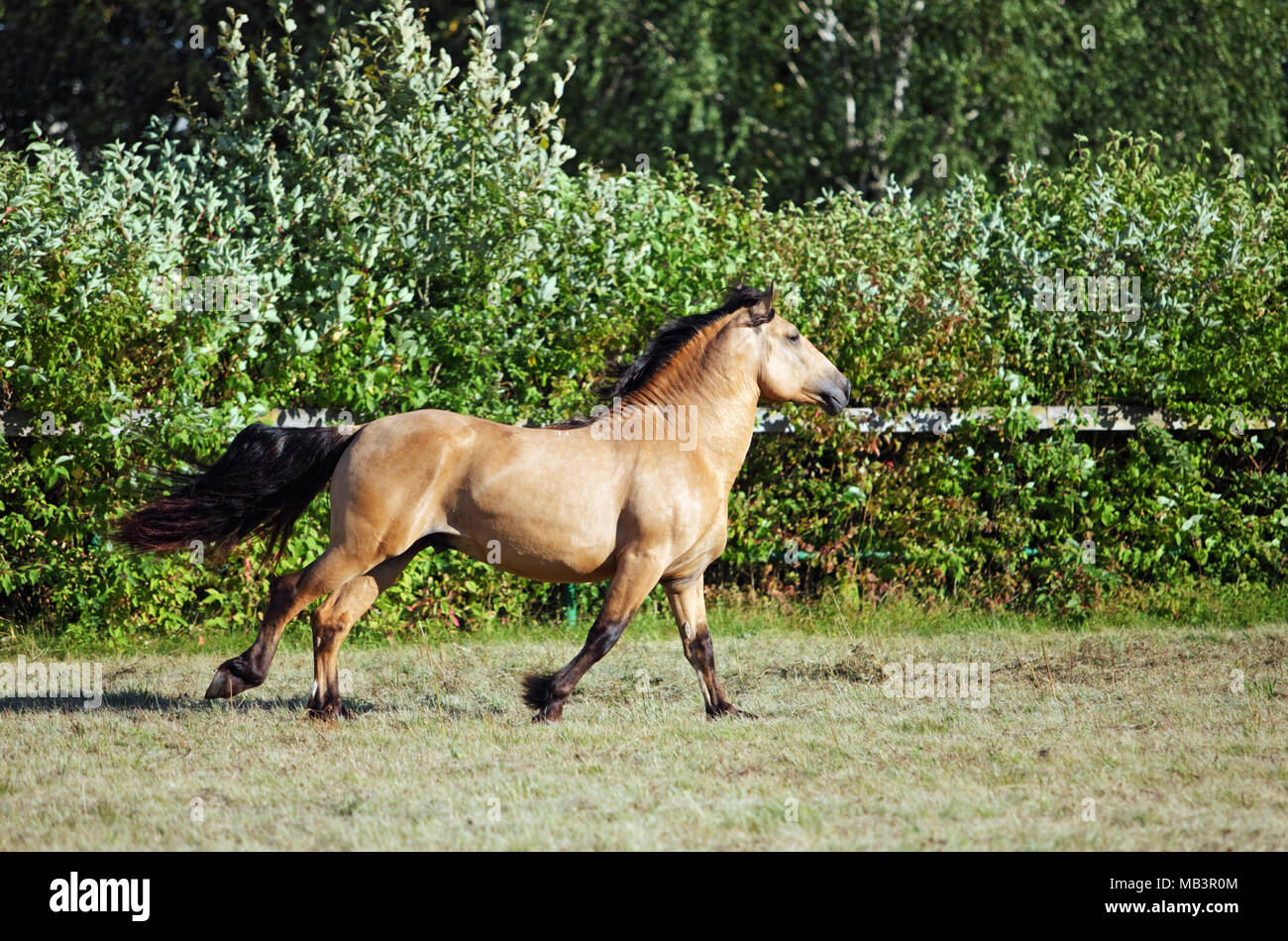 Draft horse stallion speed galloping in evening stud farm Stock Photo