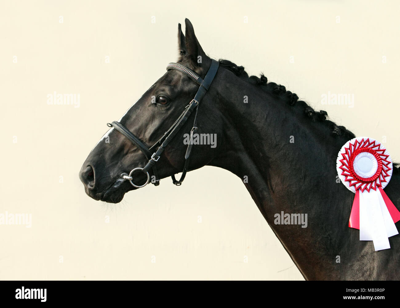 Prizewinning black race horse with the rosette Stock Photo