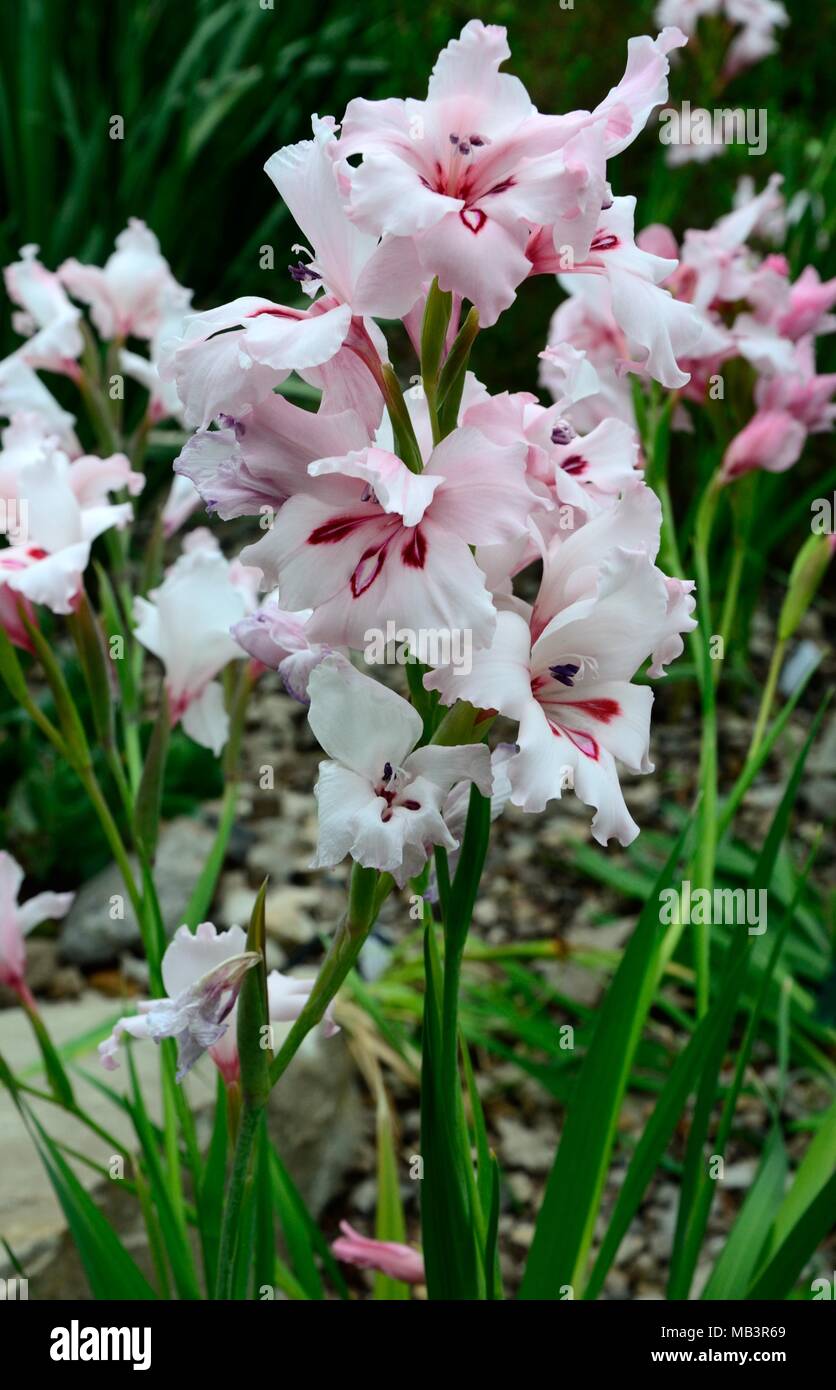 Gladiolus carneus or painted lady flowers Stock Photo