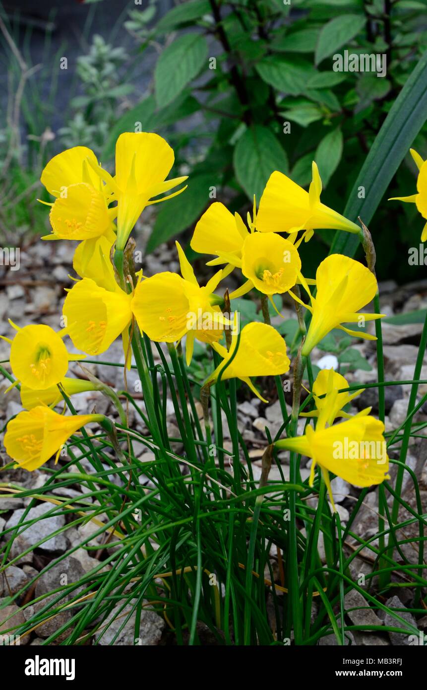 Narcissus bulbocodium Yellow hoop petticoat petticoat daffodil yellow spring flowers Amaryllidacae family Stock Photo