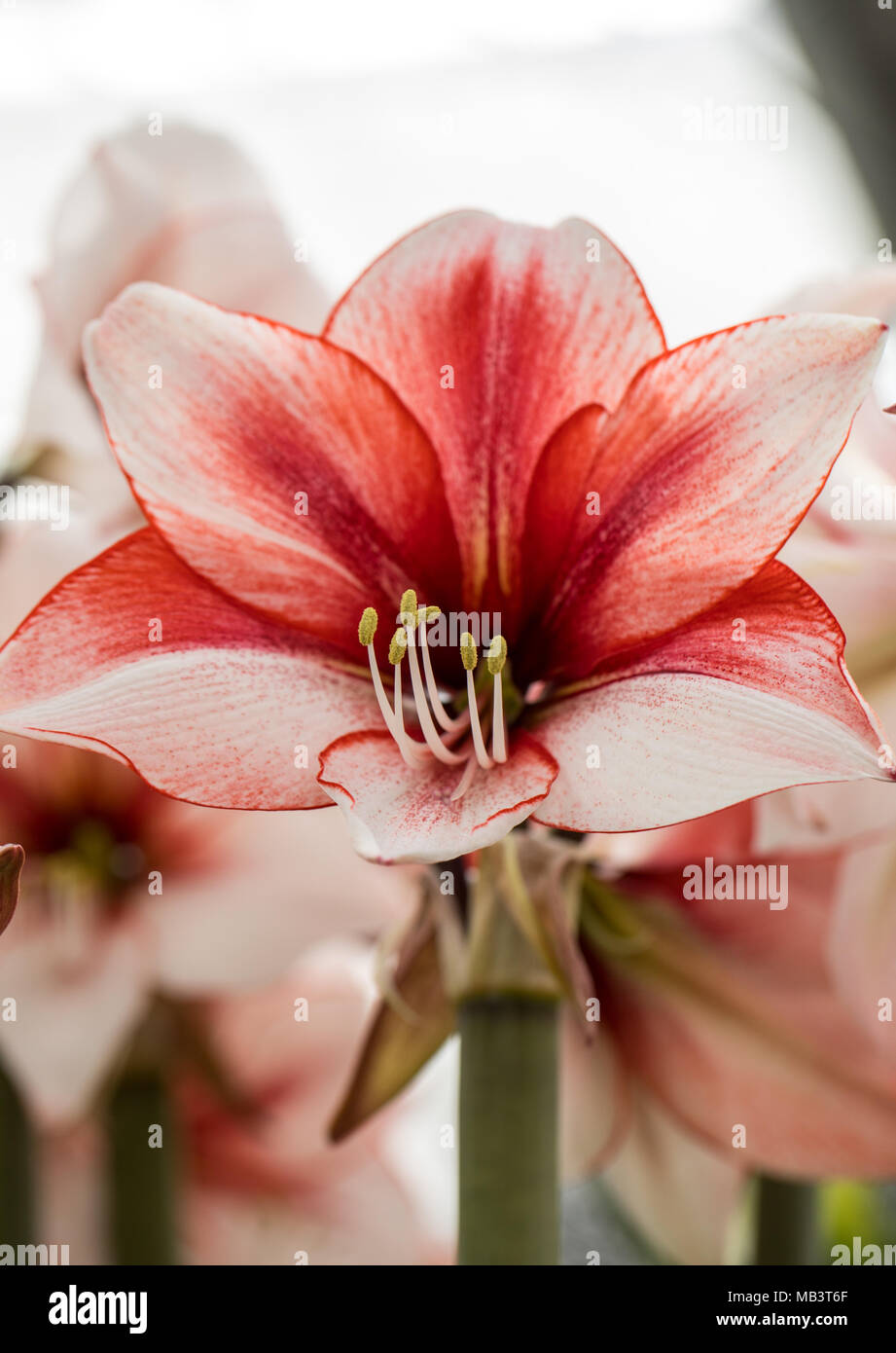red and white amaryllis flower blooming in a natural garden Stock Photo