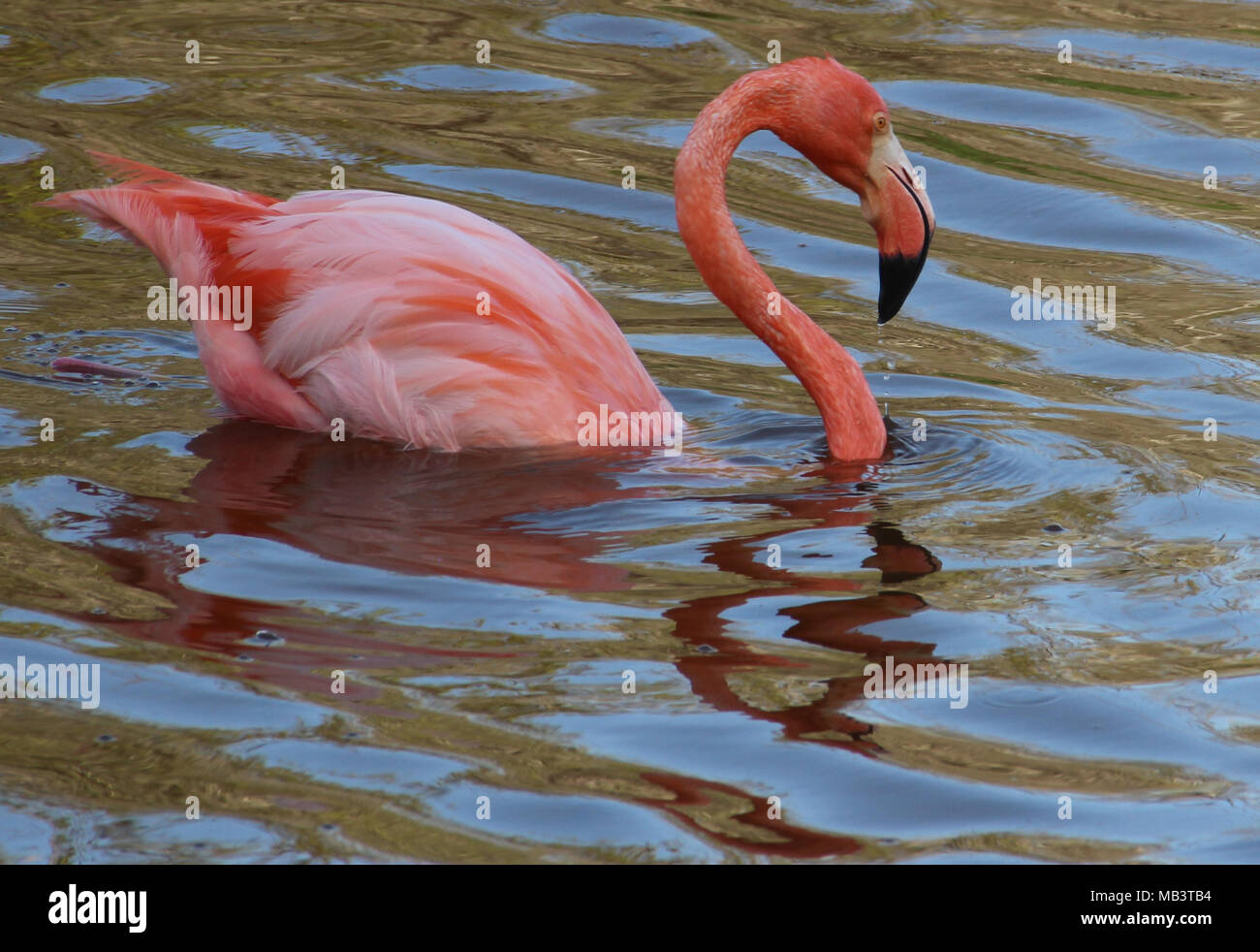 Pretty flaming flamingo Stock Photo