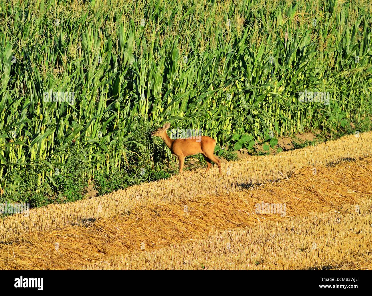 European roe deer Capreolus capreolus feeding on the stubblefield Stock Photo