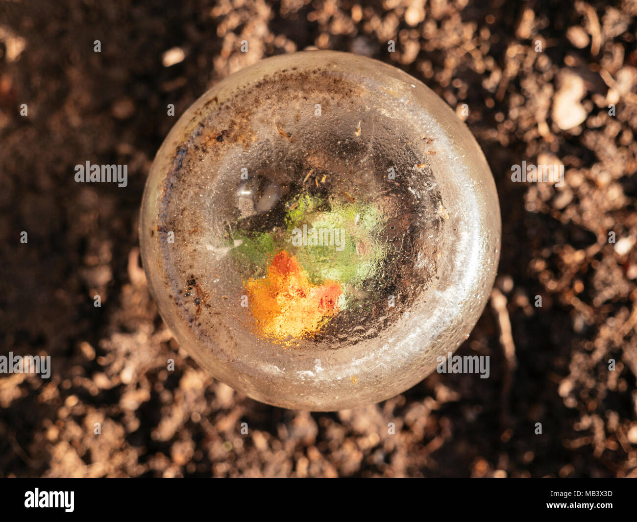Marigolds protected against frost with old canning jars in early spring. Stock Photo