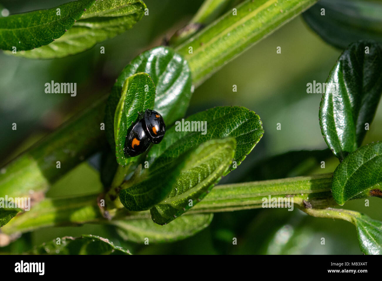 Pair of mating pine ladybirds on new green leaves. Pine ladybirds are native to the UK, small with black shells and two - four red spots Stock Photo