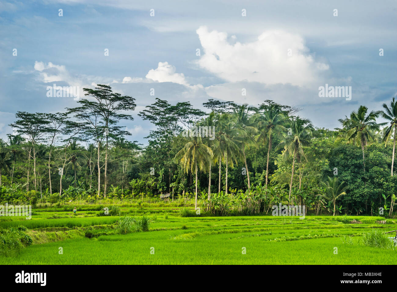 fertile rural countryside in the Kedu Plain west of Borobudur, Central Java, Indonesia Stock Photo