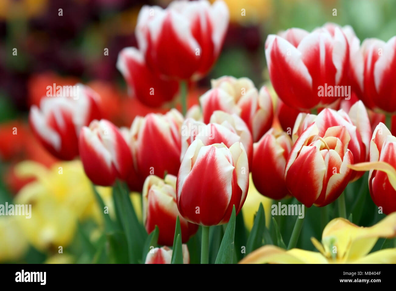 Tulips red with white blossoming. Beautiful bright flower background horizontally.  Tulipa. Liliaceae Family. Stock Photo