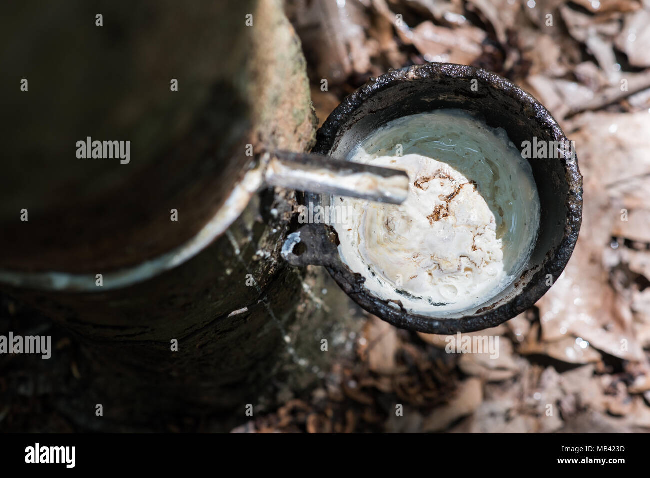 Rubber tree juice collecting on a rubber tree plantation in Nakhon Phanom province, Thailand. The white juice flows into a cup through a cut in bark Stock Photo