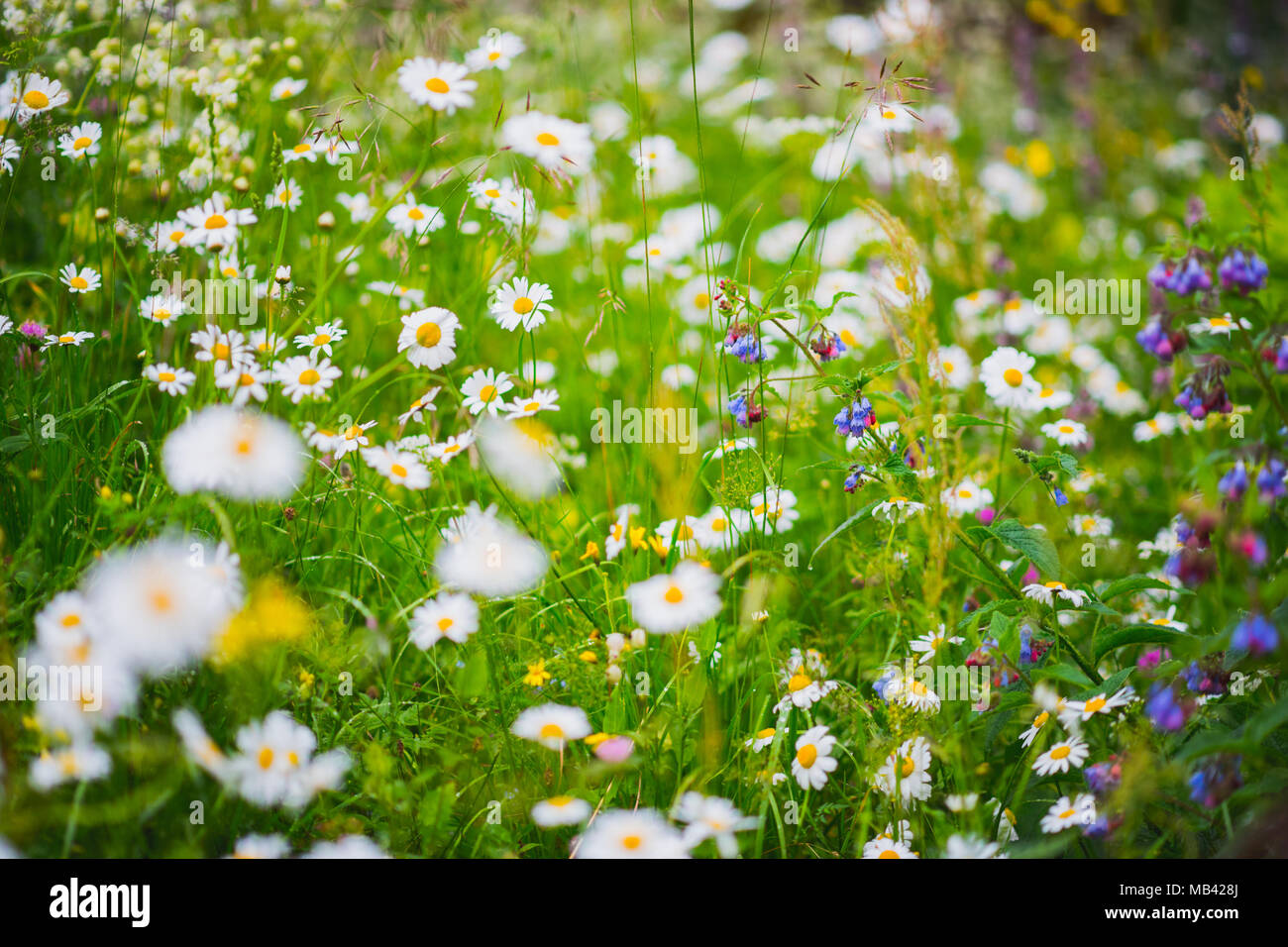 Wildflowers and grass on a spring meadow. Fresh chamomiles bloom Stock Photo