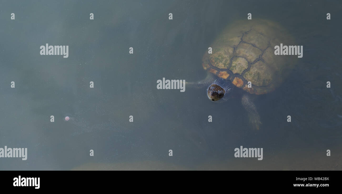 Freshwater turtle looks out the water. A dainty fish pellet floats away from it like a tiny comet Stock Photo