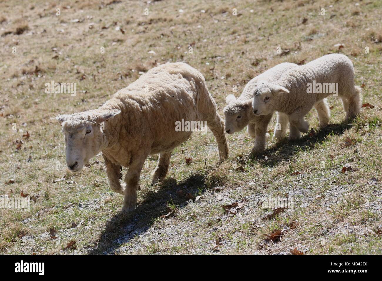 A white mother sheep with her twin white lambs on a a farm Stock Photo