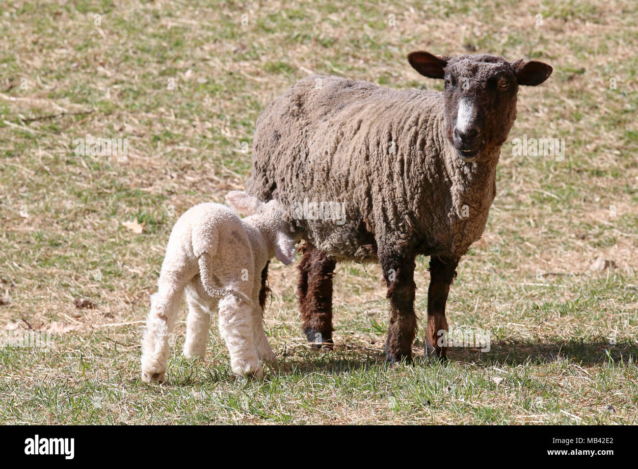 A mother sheep feeding her lamb in a field on a farm Stock Photo
