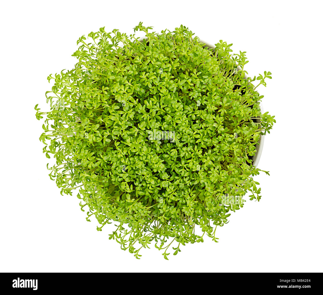 Garden cress in white bowl, from above, over white. Microgreen and edible herb. Fresh sprouts and young leaves. Also mustard and cress or pepperwort. Stock Photo