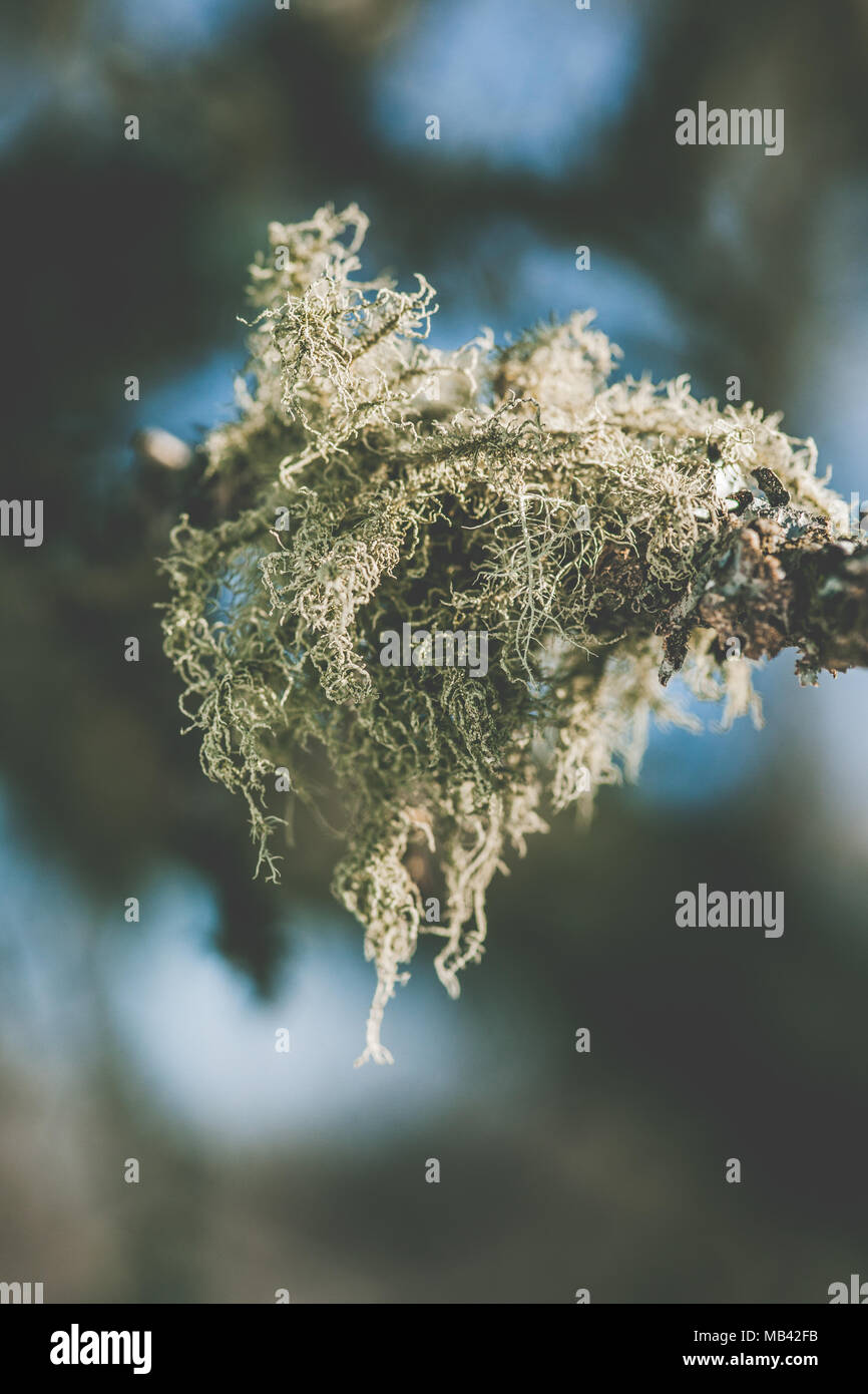 Close up of a fruticose lichen of Usnea genus (Old man's breard) on a branch in the forest on a winter day, Balkans Stock Photo