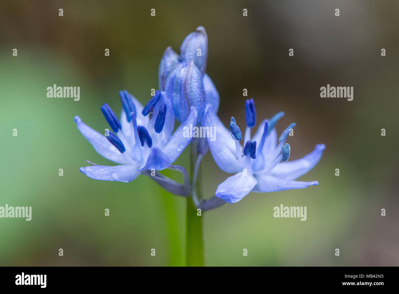 Flowers of Scilla sp. showing blue anthers. Spring-flowering bulb in the family Asparagaceae, blooming in Bath Botanical Gardens Stock Photo