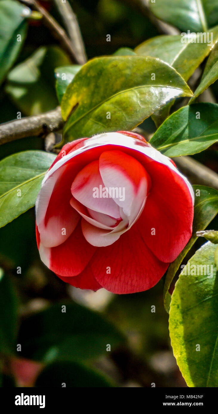 Japanese camellias hi-res stock photography and images - Alamy